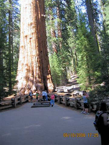 General Sherman Tree, photos by the Keatings