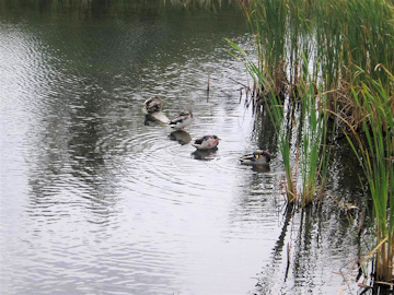 Sackville Ring Neck Ducks. Photo by the Keatings
September 27, 2009